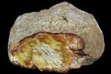 Polished Petrified Wood Limb - Madagascar #106638-1